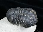 Moroccan Reedops Trilobite - Inches #2777-2